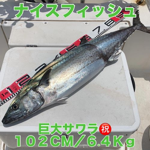 サワラの釣果・釣り情報まとめ【2026年最新】 - アングラーズ | 釣果