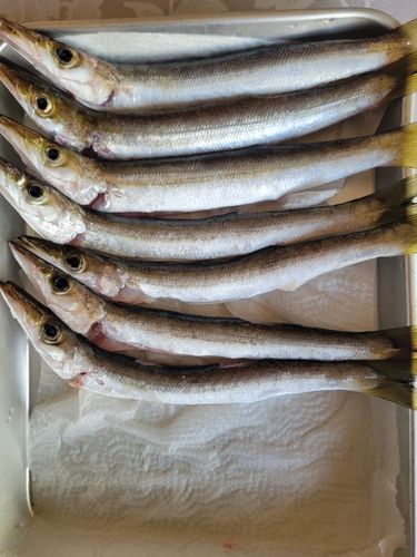 カマスの釣果
