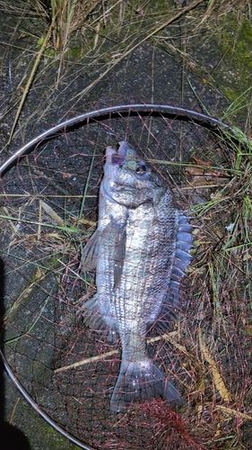 チヌの釣果