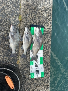 クロダイの釣果