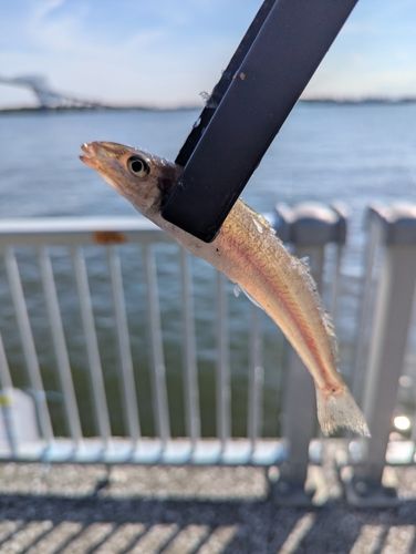 キスの釣果