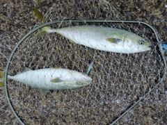 イナダの釣果
