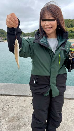 シロギスの釣果