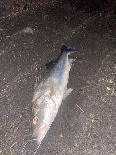 セイゴ（マルスズキ）の釣果
