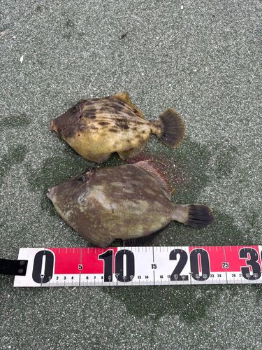 カワハギの釣果