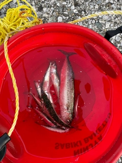 サバの釣果