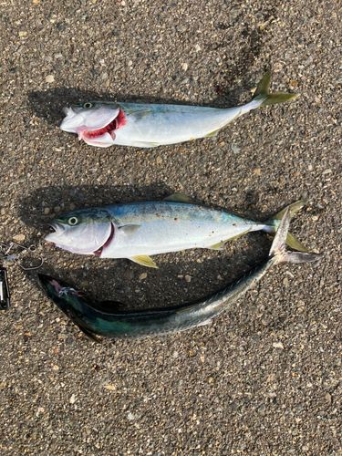 イナダの釣果