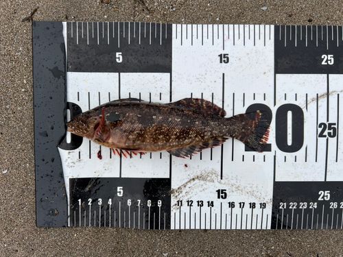 クジメの釣果