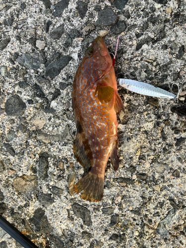 アコウの釣果