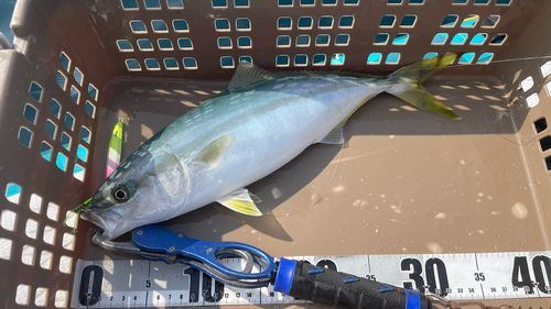 ヤズの釣果