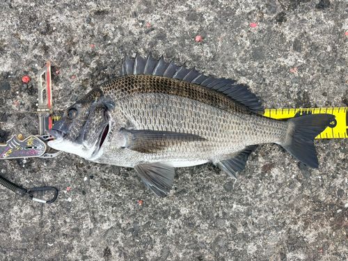 クロダイの釣果