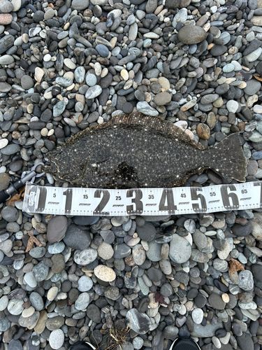 ヒラメの釣果