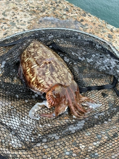 モンゴウイカの釣果