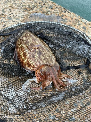 モンゴウイカの釣果