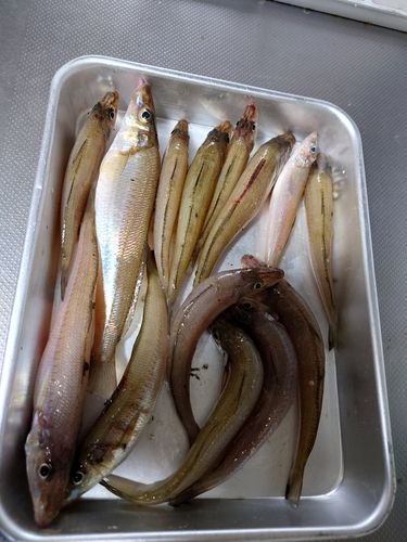 シロギスの釣果