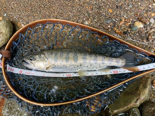 ヤマメの釣果
