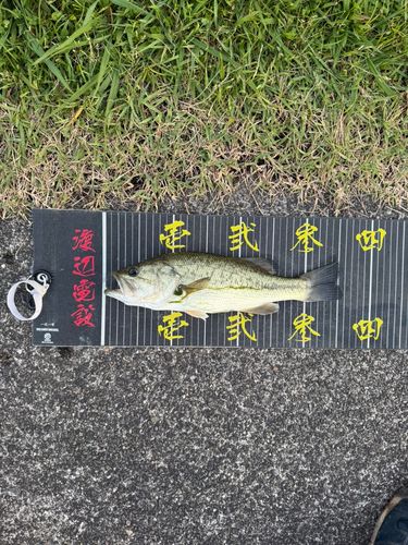 ラージマウスバスの釣果