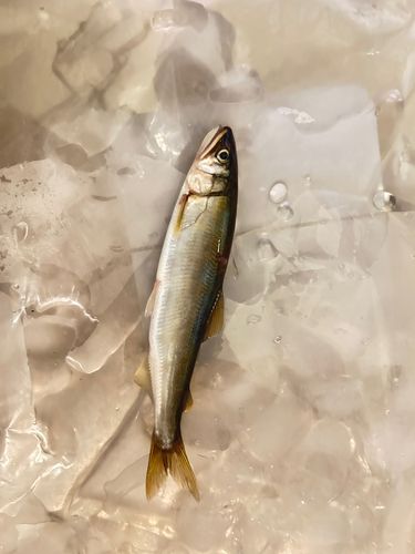 アユの釣果