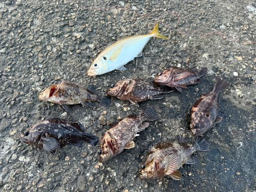 カサゴの釣果