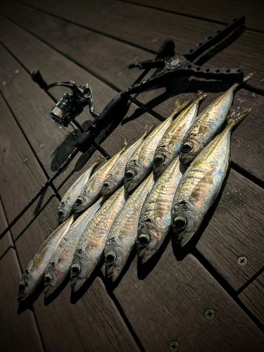 アジの釣果
