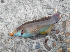ホシササノハベラの釣果