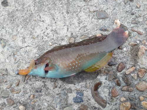 ホシササノハベラの釣果