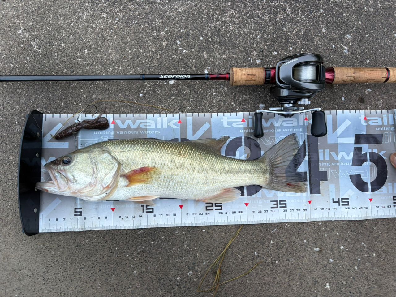SHIMANO 19スコーピオン 1631FF-2の最安値・インプレ・釣果 | 本音の