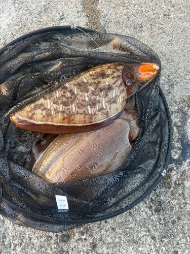 コウイカの釣果