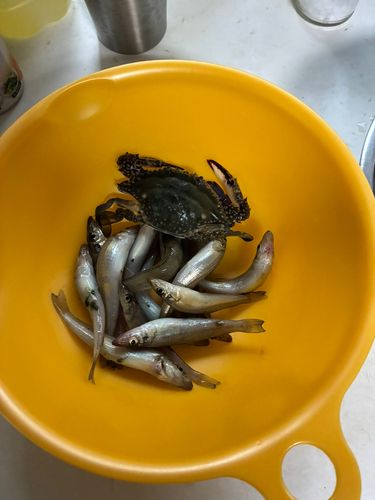 シロギスの釣果