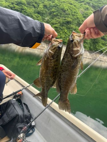 スモールマウスバスの釣果
