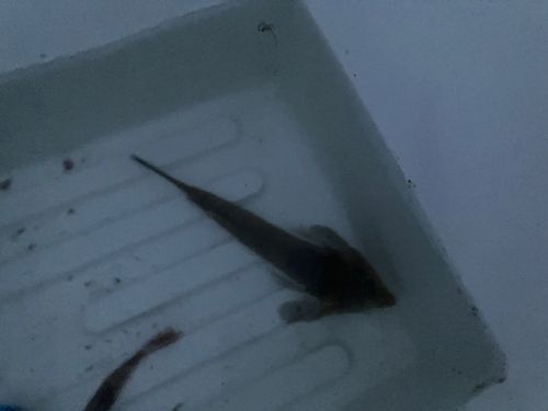 ネズミゴチの釣果