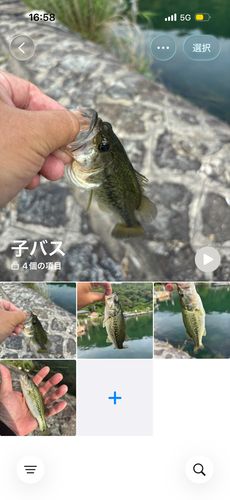 ブラックバスの釣果