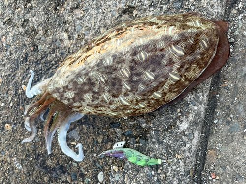 コウイカの釣果