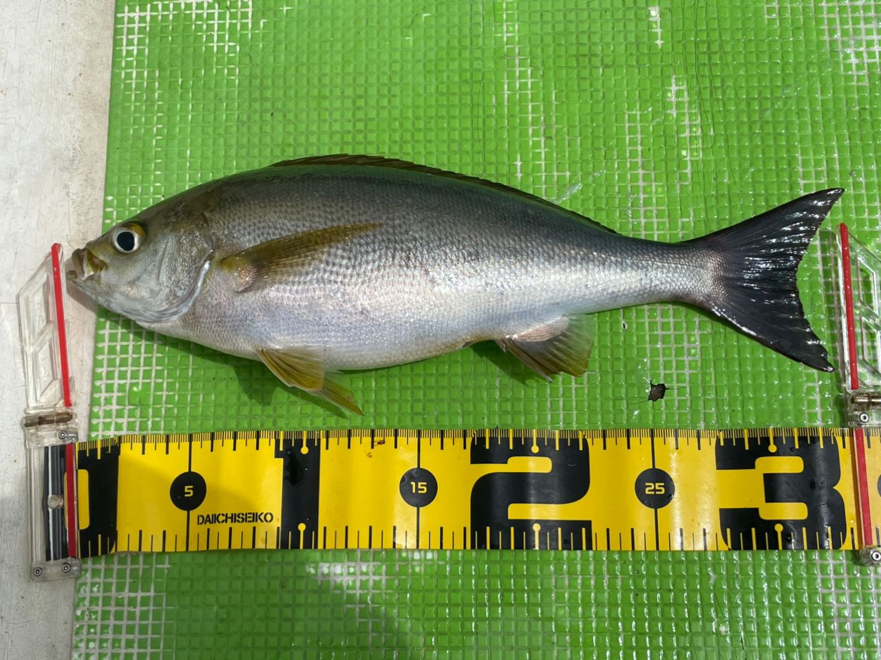 SHIMANO 19ライトゲームSS TYPE73 MH190 RIGHTの最安値・インプレ