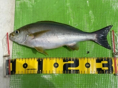 イサキの釣果
