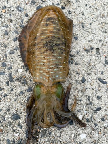 アオリイカの釣果