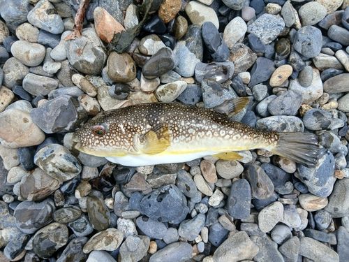 フグの釣果