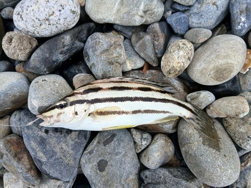 シマイサキの釣果