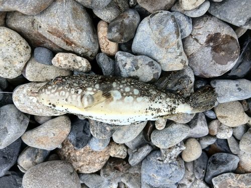 フグの釣果