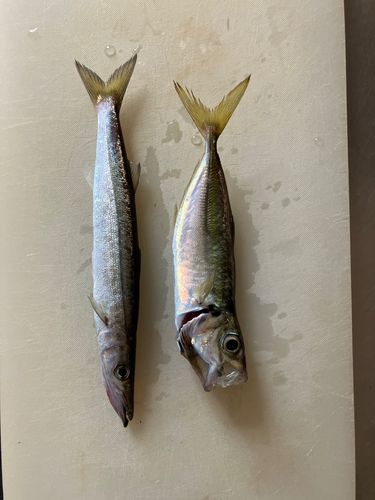 カマスの釣果