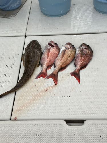 釣果
