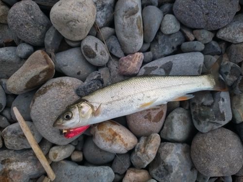 ウグイの釣果