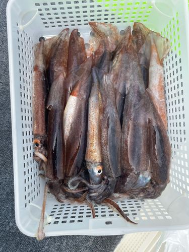 スルメイカの釣果