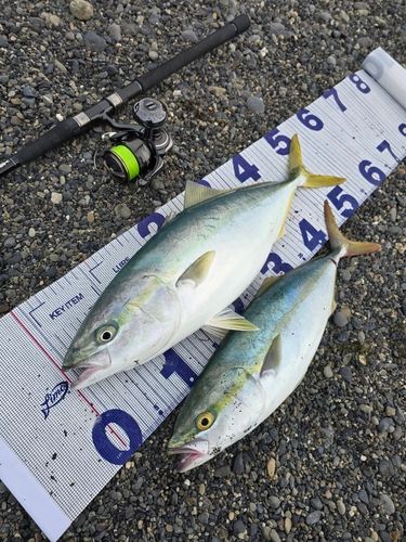 イナダの釣果