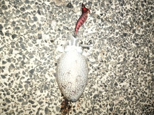 コウイカの釣果