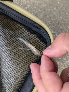 ハゼの釣果