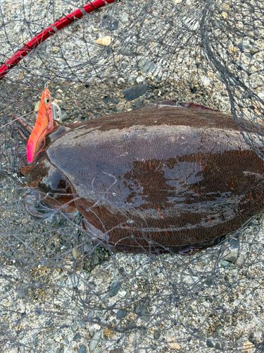 コウイカの釣果