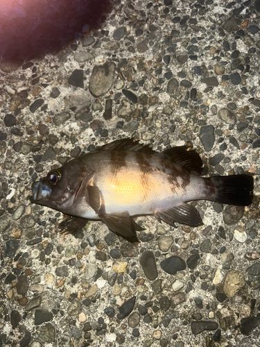 メバルの釣果