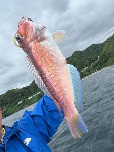 アマダイの釣果