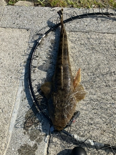 マゴチの釣果